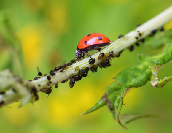 A ladybeetle moving a long a stick and eating a colony of aphids that are also on the stick